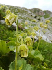 Geum bulgaricum