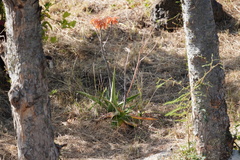 Aloe lomatophylloides