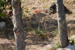 Aloe lomatophylloides