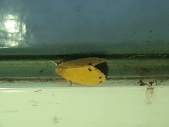 Artaxa guttata