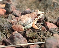 Anura
