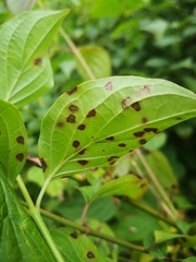 Parasitiformes