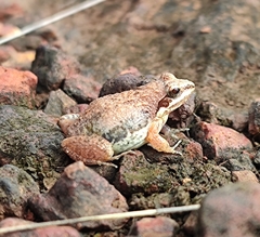 Anura