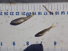 Notropis stramineus