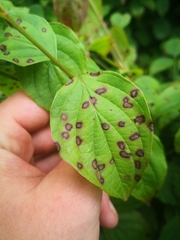 Parasitiformes