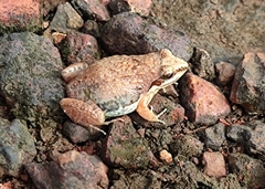 Anura