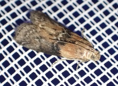 Sciota adelphella