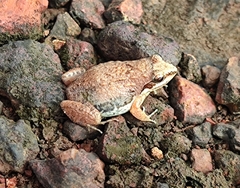 Anura