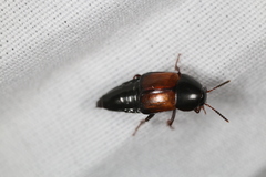 Tachinus fimbriatus