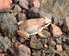 Anura