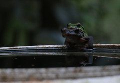 Zhangixalus prasinatus
