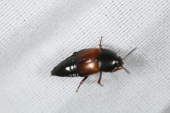 Tachinus fimbriatus