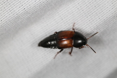 Tachinus fimbriatus