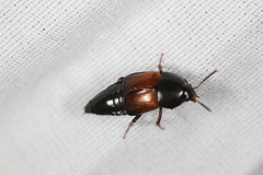 Tachinus fimbriatus