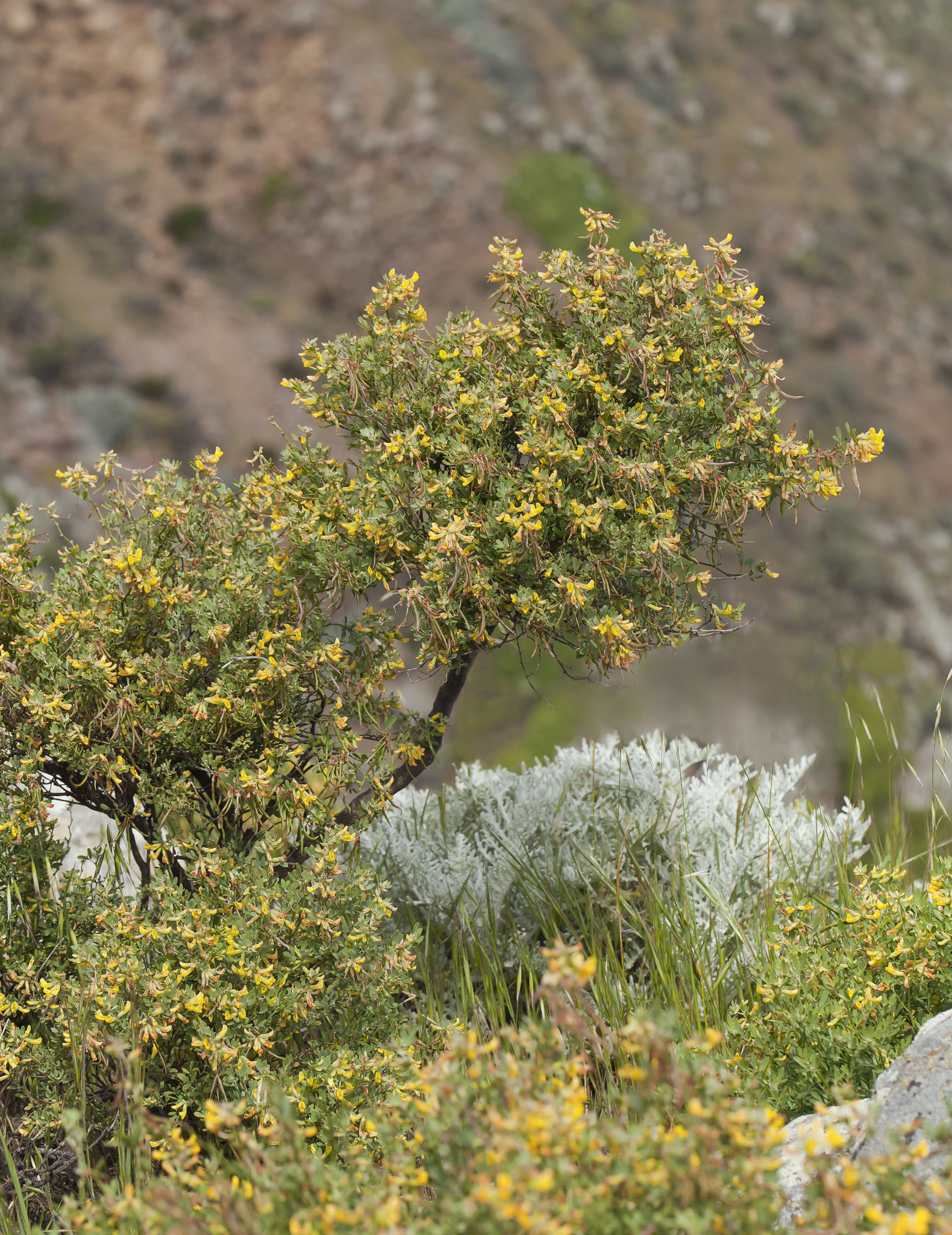 Acmispon dendroideus