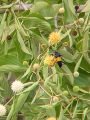 Pachyteria dimidiata