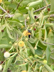 Pachyteria dimidiata