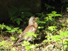 Turdus pilaris
