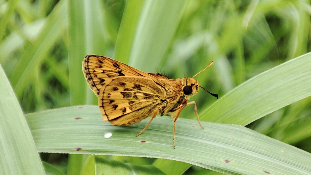 Japanese Dart