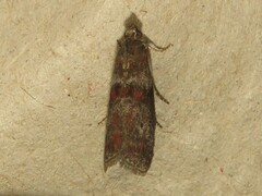 Sciota carneella