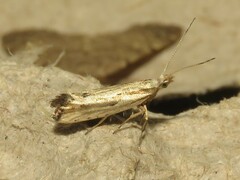 Plutella porrectella