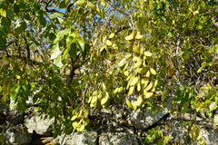 Pongamia pinnata image