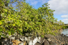 Pongamia pinnata image