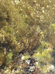 Cystoseira humilis