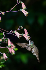 Saucerottia cyanocephala