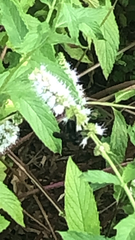 Megachile xylocopoides