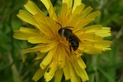Andrena denticulata