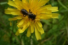 Andrena denticulata