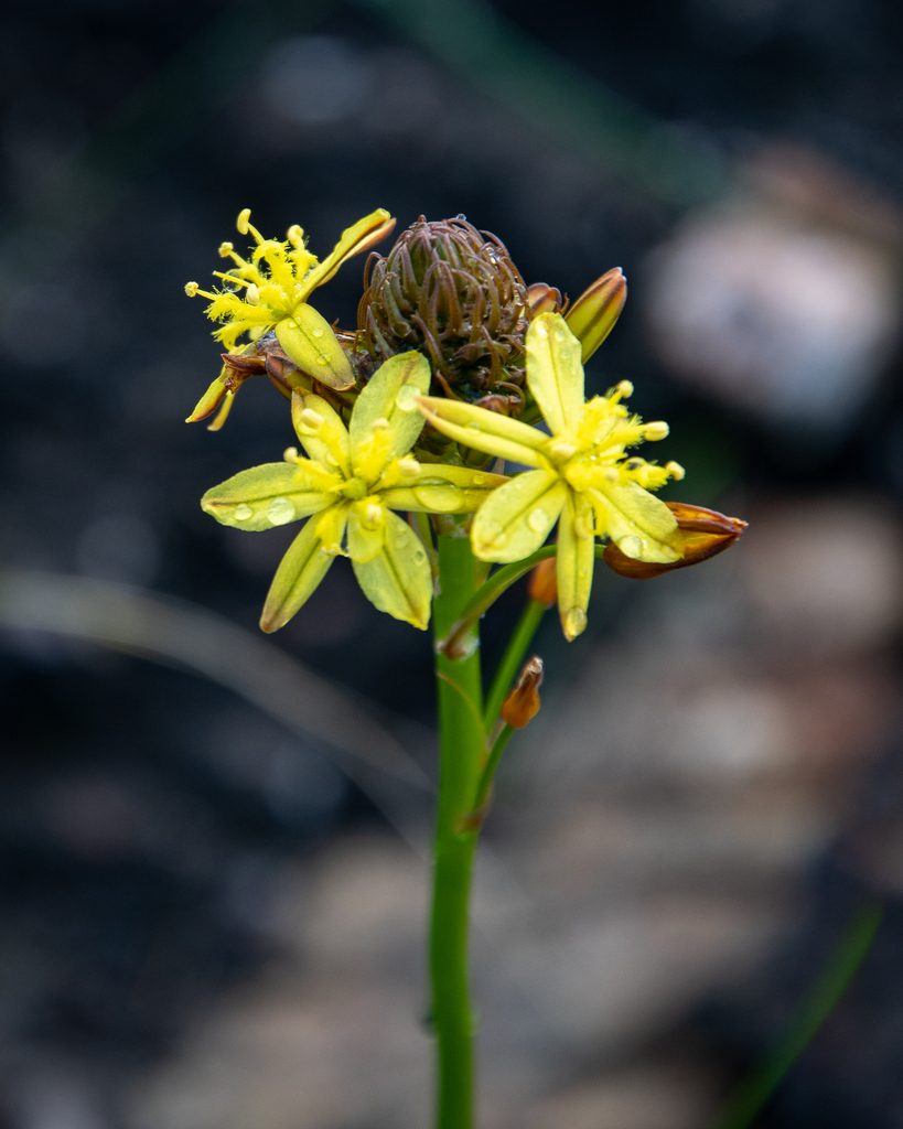 Bulbine annua, Kleinmond, 7195, South Africa