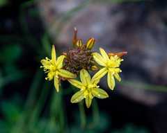Bulbine annua