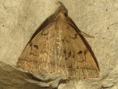 Zanclognatha dentata
