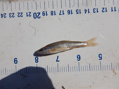 Notropis dorsalis