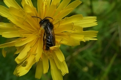 Andrena denticulata