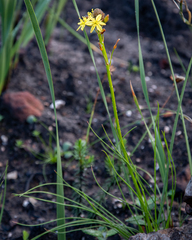 Bulbine annua