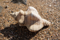 Pleuroploca trapezium