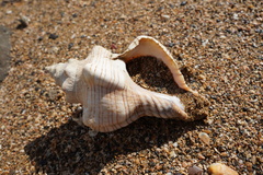 Pleuroploca trapezium