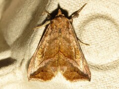 Pseudeva purpurigera