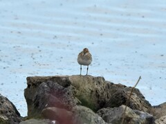 Calidris minuta