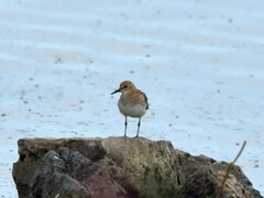 Calidris minuta
