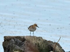 Calidris minuta