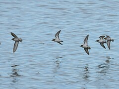Calidris minuta