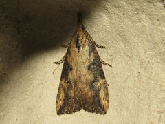 Hypena humuli