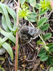 Metaxmeste schrankiana