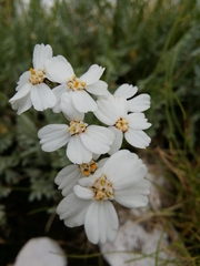 Achillea clavennae