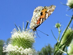 Vanessa cardui