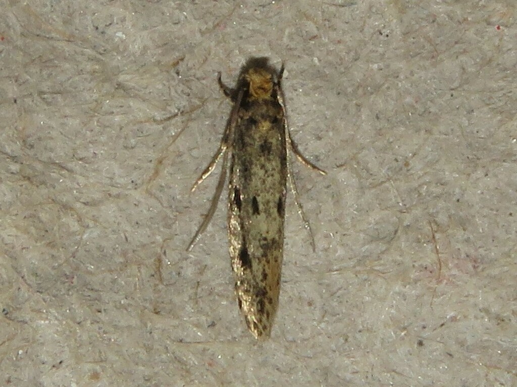 Niditinea orleansella